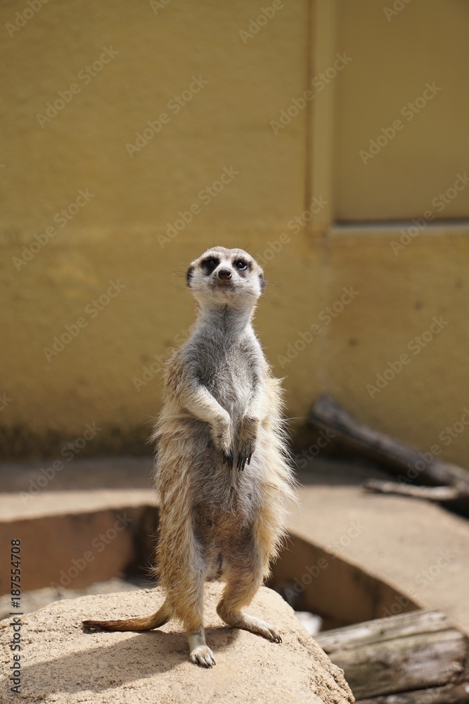 Fototapeta premium Meerkat ミーアキャット