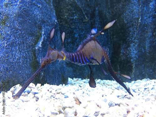 hippocampe photo