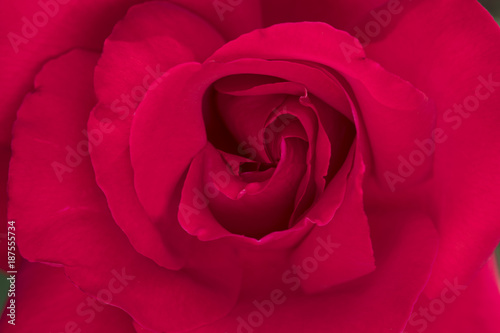 Red Rose flowers blooming for Valentine day.