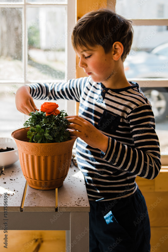 © Lea Jones/Stocksy - Boy potting a red ranunculus