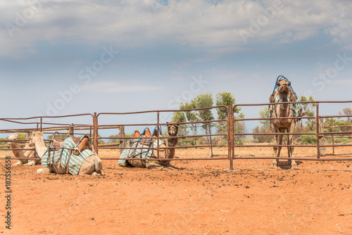 Central Australian tourist outback attractiom Camels at rural farm waiting for a ride in wild bush photo