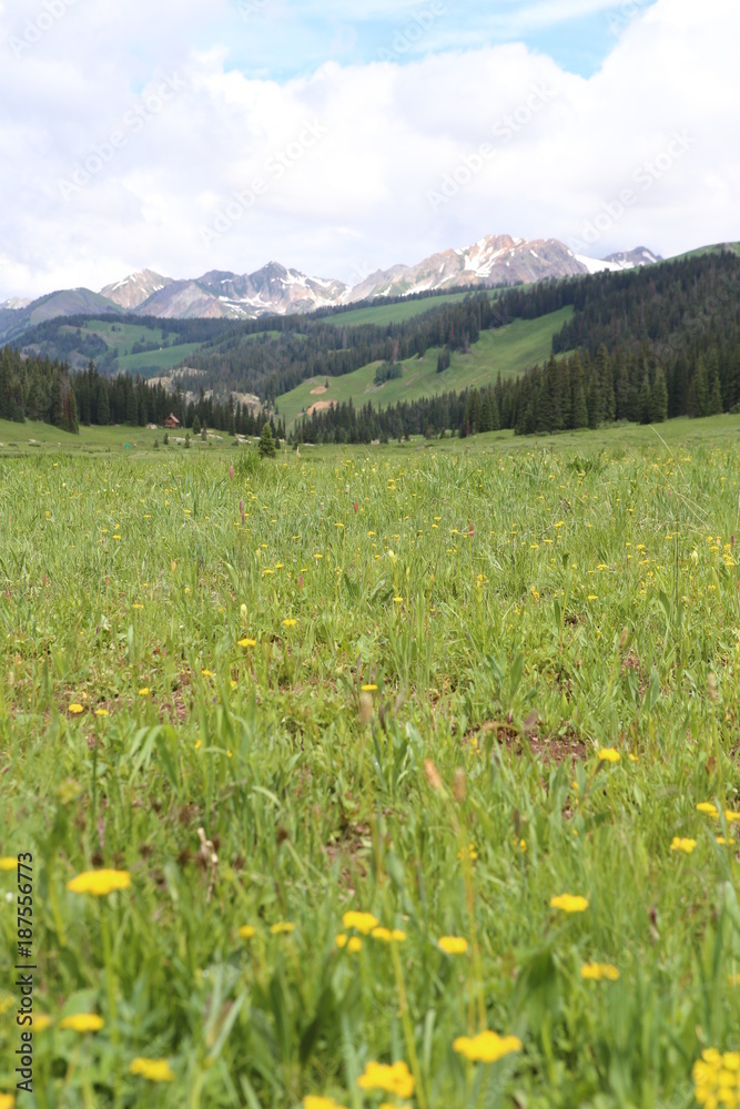 Obraz premium Fields of Flowers