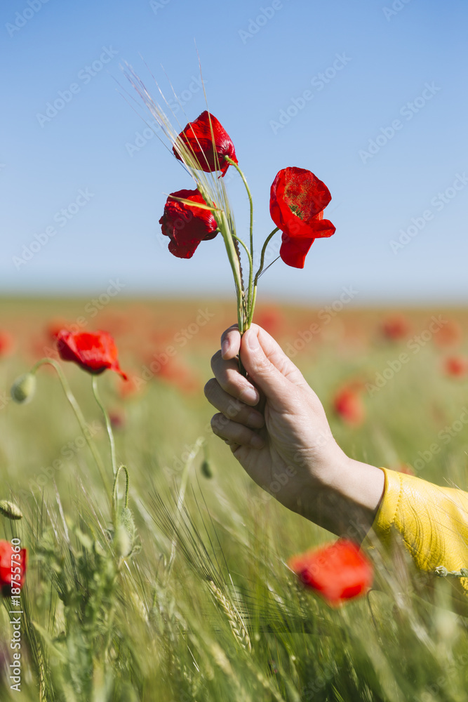 © CACTUS Blai Baules/Stocksy - Woman hand in a poppies field