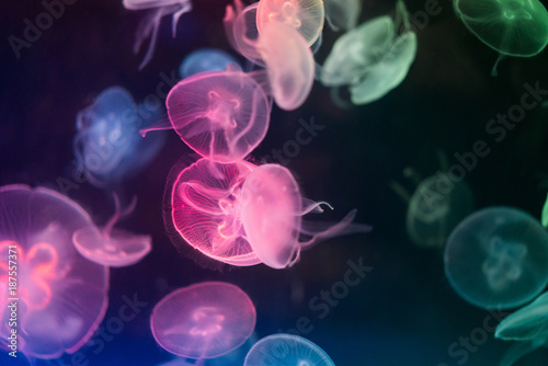 close-up of jellyfish in water photo