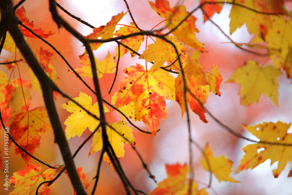 Colorful Maple leaves back-lit in autumn time Colorful Maple leaves back-lit in autumn time