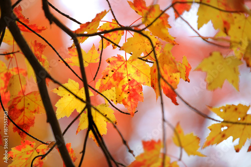 Colorful Maple leaves back-lit in autumn time