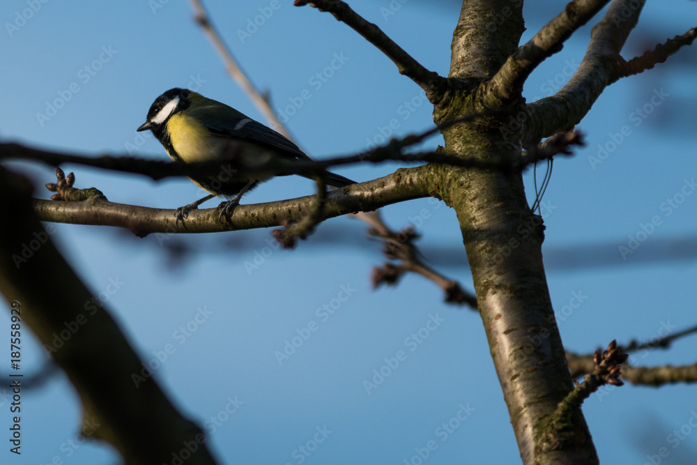 European song bird sitting on a branch European song bird sitting on a branch