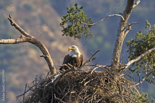 Eagle feeding in nest