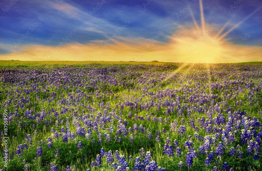 Obraz premium Texas Bluebonnet field blooming in the spring at sunset