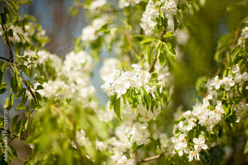 Fototapeta Naklejka Na Ścianę i Meble -  Spring. apricot apple Trees in Blossom. flowers of apricot . white blooms of blossoming tree close up. Beautiful spring blossom of apple cherry apricot tree with white flowers.
