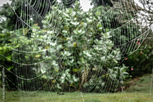 Big spider web in garden, spider art work