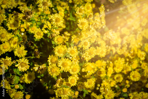 Fototapeta Naklejka Na Ścianę i Meble -  Chrysanthemum cultivation to produce water with chrysanthemum tea at Chiang Mai, Thailand.