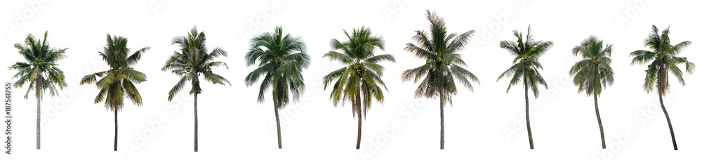 Obraz premium Collection nine Palm coconut on white background