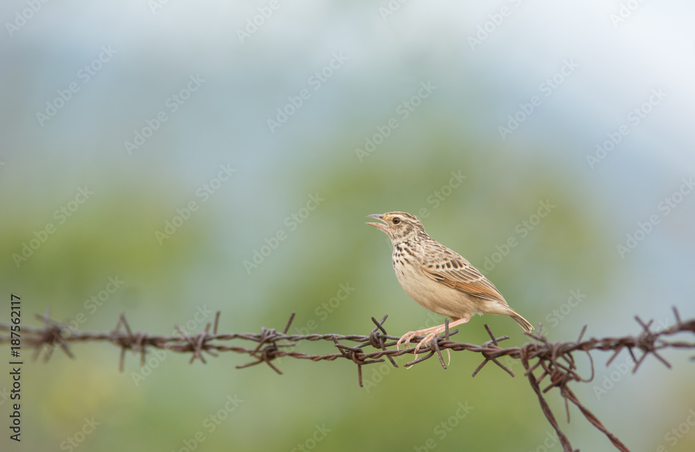 Oriental Skylark singing on Barbed Wire Oriental Skylark singing on Barbed Wire