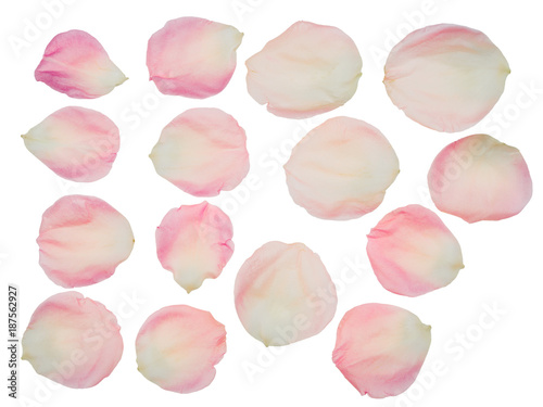Fototapeta Naklejka Na Ścianę i Meble -  Rose patals isolated on white background with clipping path