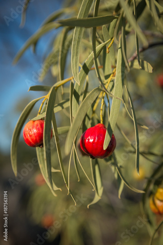 Santalum acuminatum,  desert bush tucker peach quandong.  Australian natine fruit photo