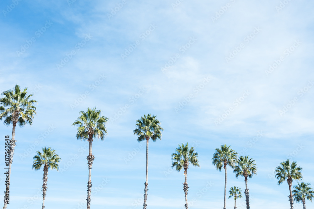 Arizona Palm Trees