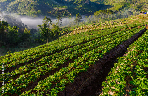 strawberry farm array layer on hill at doi angkhang mountain  chiangmai  thailand