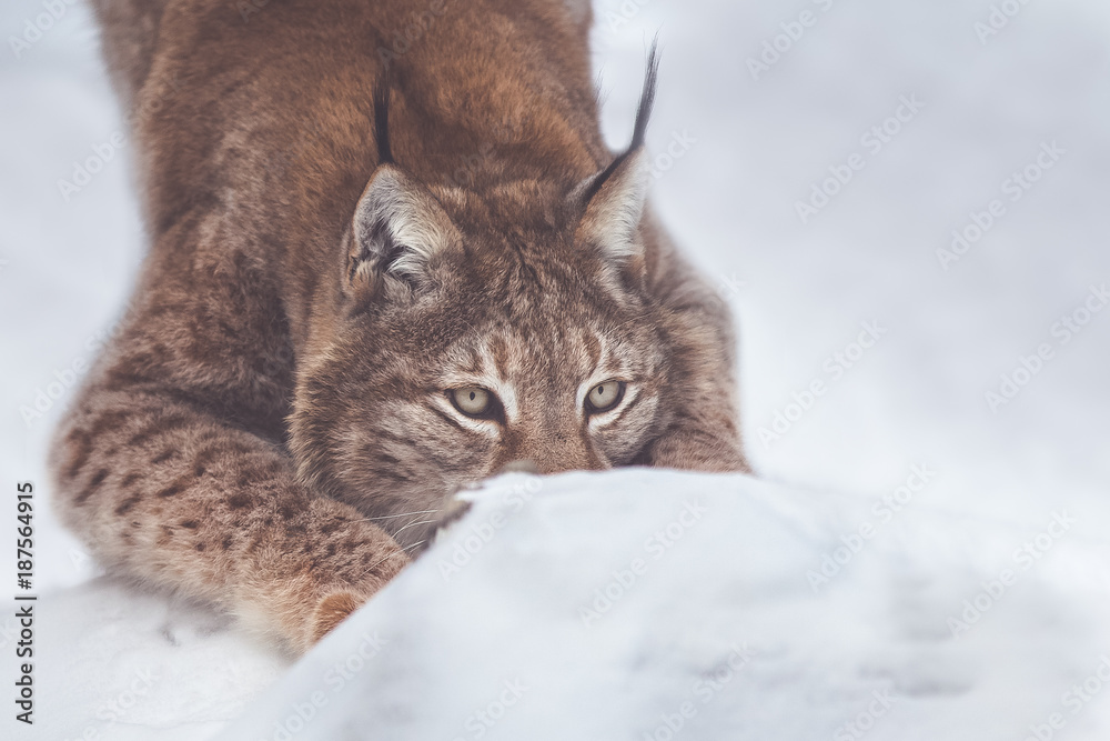 lynx lynx