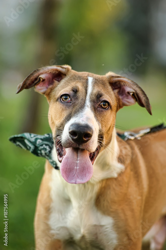 Red dog photo