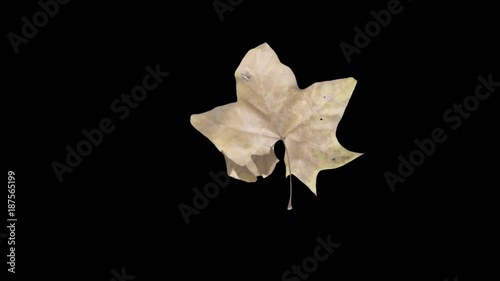 Autumn leaf, green screen, S-Log