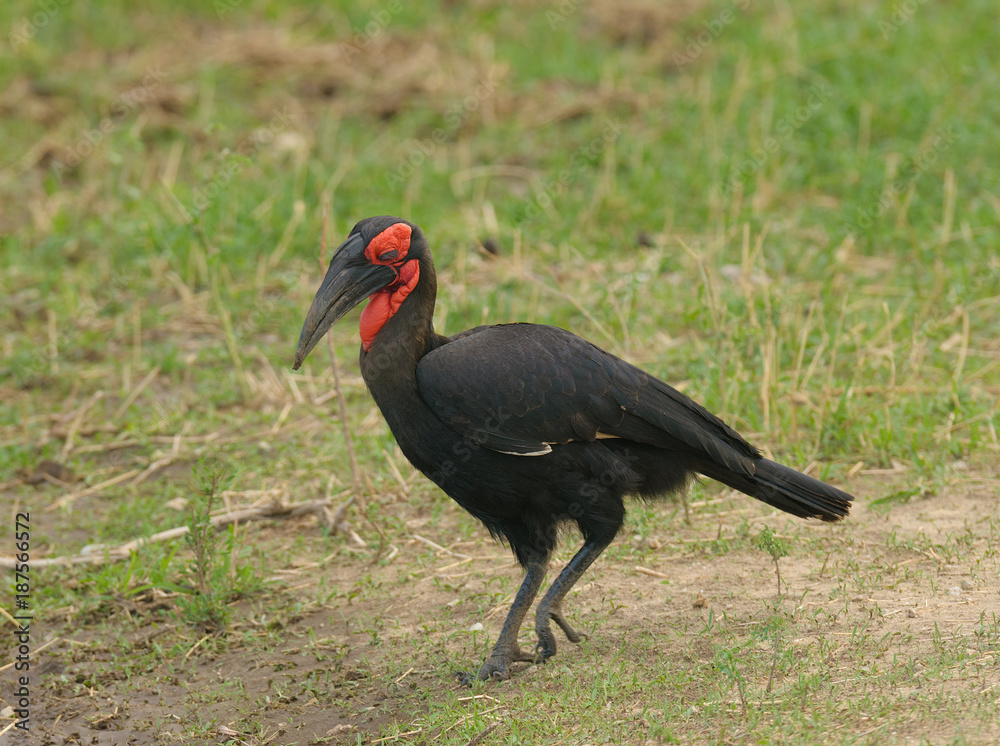Obraz premium Southern Ground Hornbill (Bucorvus leadbeateri) in Taragire National Park