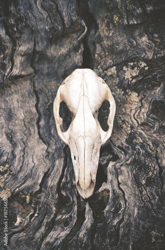 Kangaroo skull on tree trunk bark background. Moody, dark, pagan and animal totem concepts.