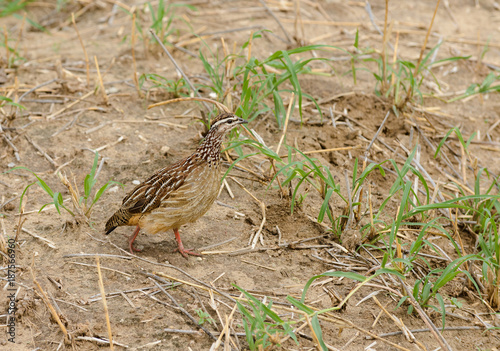 Crested Francolin (Dendroperdix sephaena) In Tarangire National Park, Tanzania photo