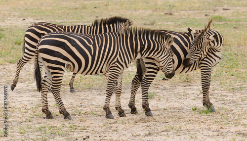 group of Burchell s Zebra or Boehm s zebra  image taken on Safari located in the Tarangire National park  Tanzania