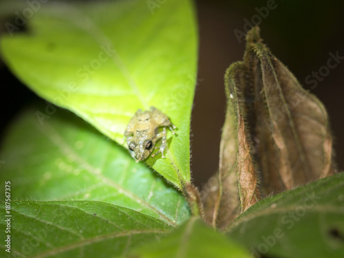 Tiny tropical frog on leaf, Mindo, Ecuador