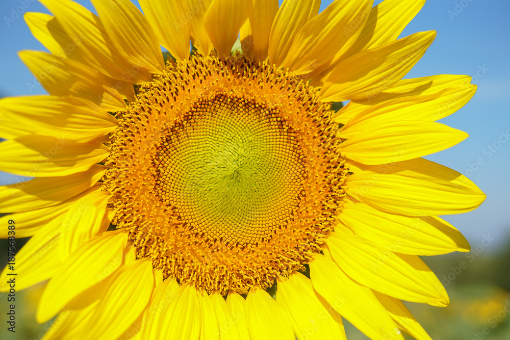 Fototapeta premium Close Up of beautiful sunflower blooming in fields with nature background. 