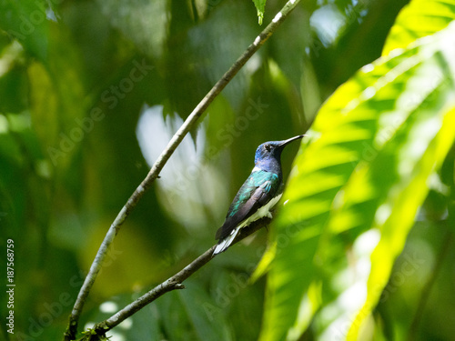 Male Buff-Winged Starfrontlet, Coeligena lutetiae, Mindo, Ecuador photo