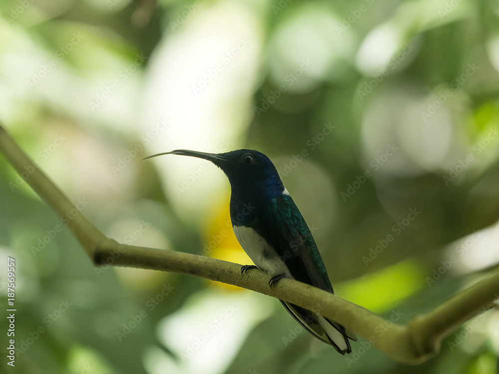 Fototapeta premium Male Buff-Winged Starfrontlet, Coeligena lutetiae, Mindo, Ecuador