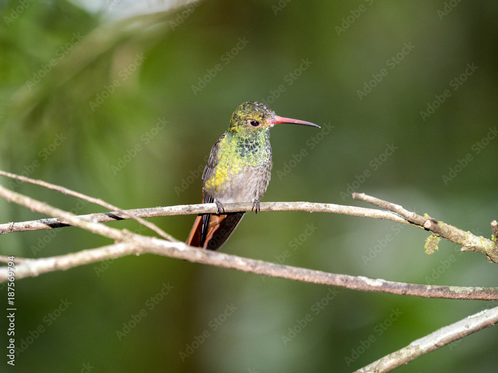 Obraz premium A green and white hummingbird,Andean Emerald, perching on a leafy branch in Mindo, Ecuador.