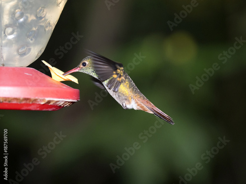 A green and white hummingbird,Andean Emerald, perching on a leafy branch in Mindo,  Ecuador. photo
