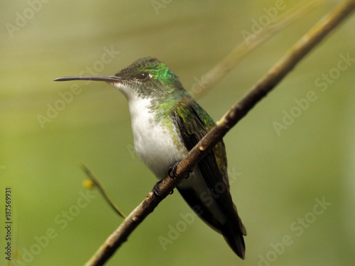 A green and white hummingbird,Andean Emerald, perching on a leafy branch in Mindo,  Ecuador.
