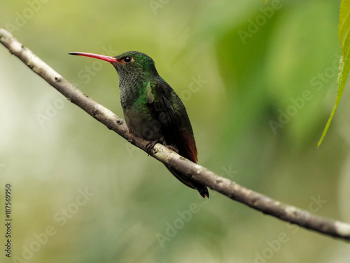 A green and white hummingbird,Andean Emerald, perching on a leafy branch in Mindo, Ecuador.