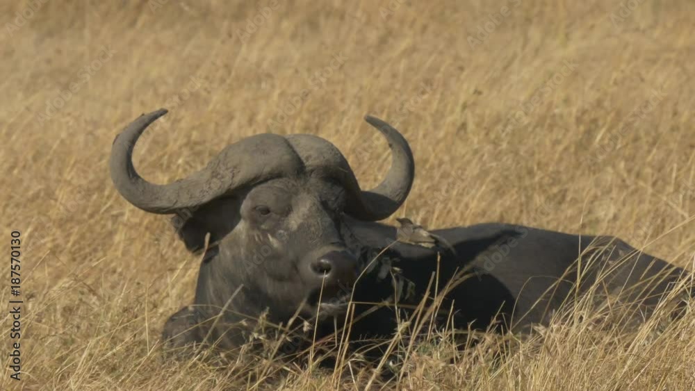 a cape buffalo sits and chews its cud