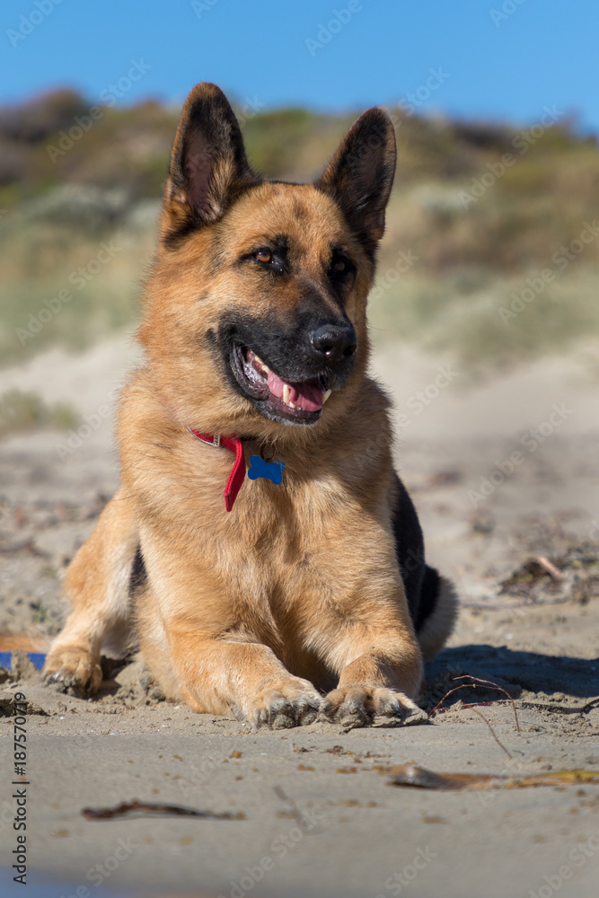 Fototapeta premium Gorgeous Boy Rex