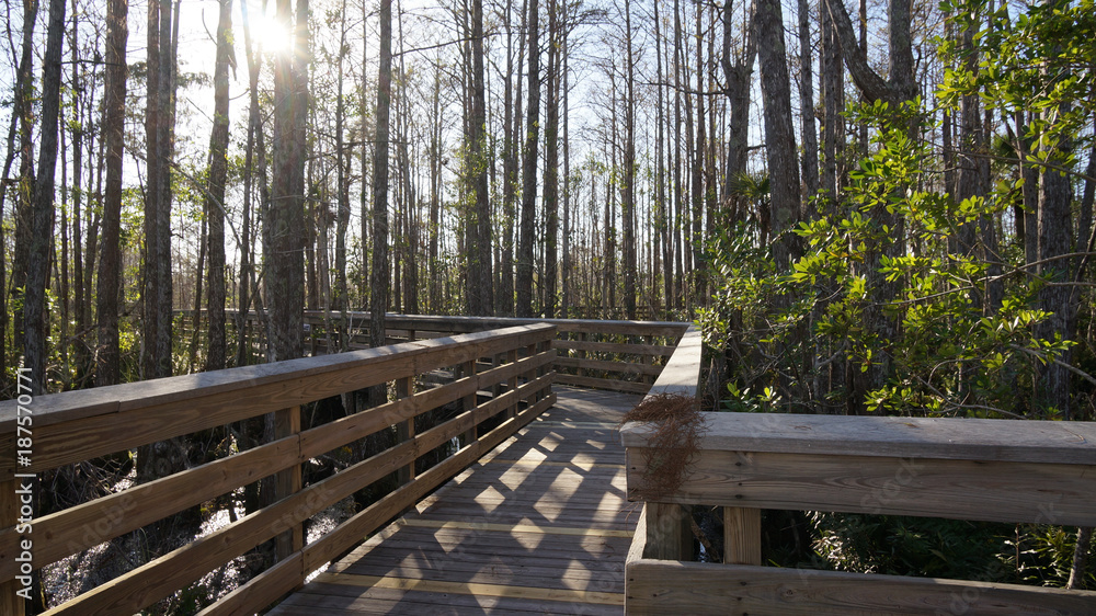 boardwalk in the wetlands boardwalk in the wetlands