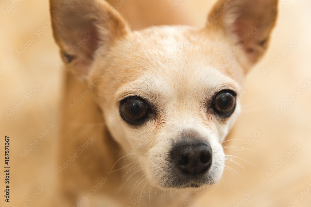 Old Chihuahua Dog