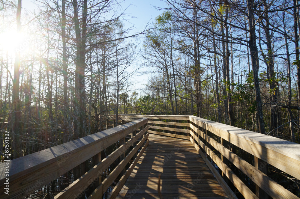 boaradwalk in the swamp