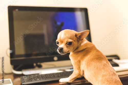 Guilty Chihuahua on a Computer
