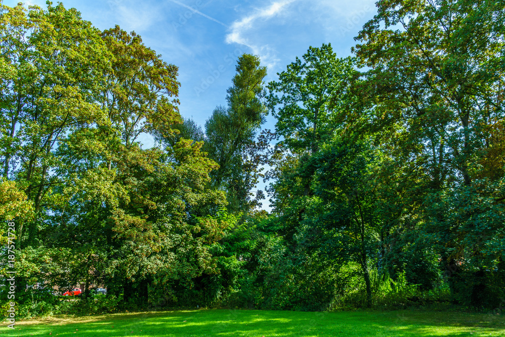 Sky and trees in park