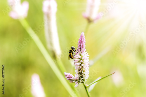 grass flower at sunset with mountain scenery background in green nature,yellow flower grass impact sunlight © Adul10