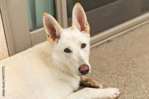 White Shepherd Dog Outside