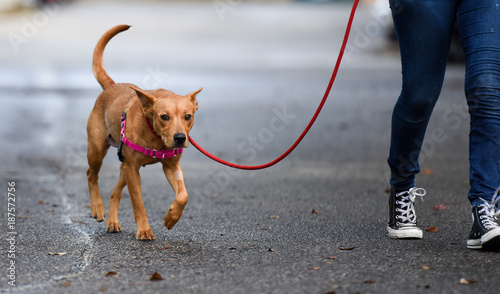 Canvas Print Brown dog walking with owner on leash down the street