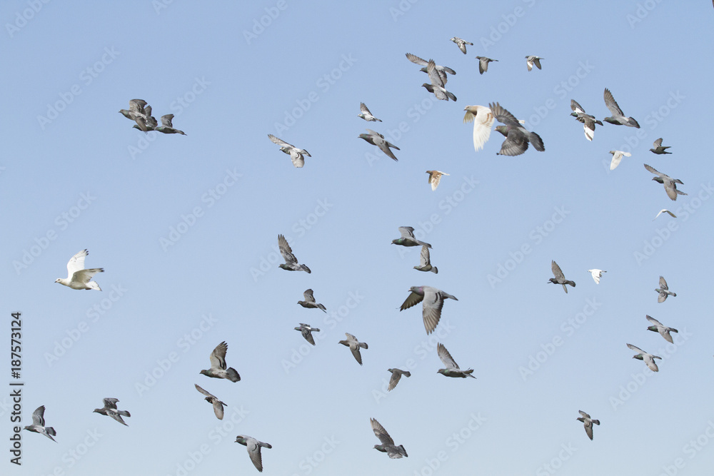 Flock of pigeons flying with blue sky background Flock of pigeons flying with blue sky background