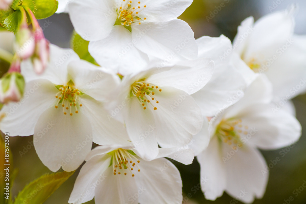 日本の桜 大島桜 オオシマザクラ Prunus Lannesiana Var Speciosa Stock Photo Adobe Stock