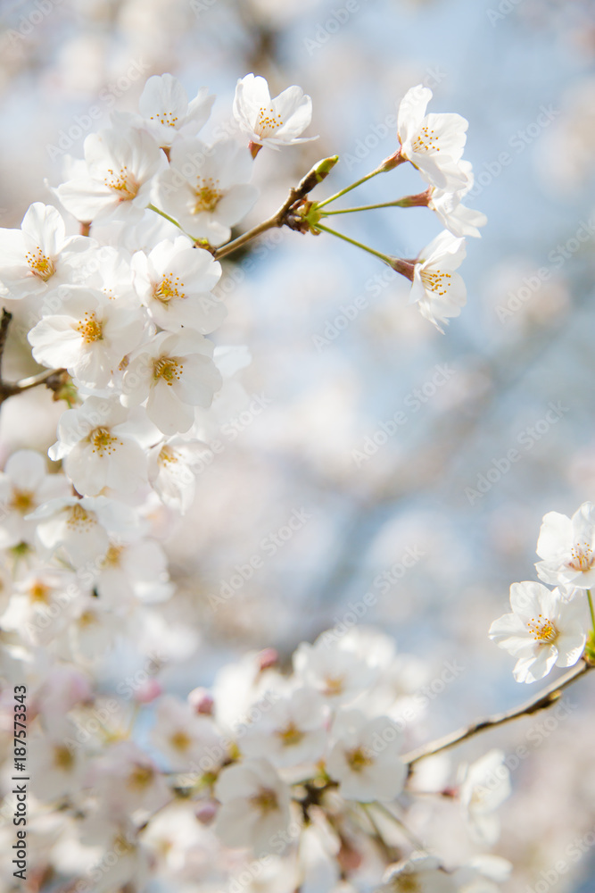 日本の桜・染井吉野/Prunus × yedoensis